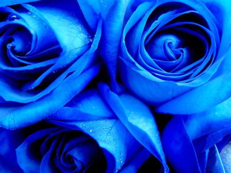 Most Beautiful Blue Roses Gallery
