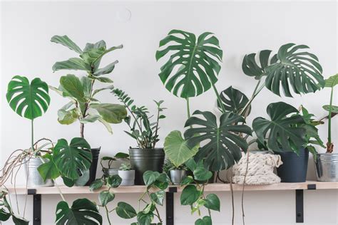 20 Best Indoor Plants To Brighten Every Room 2023 Ph