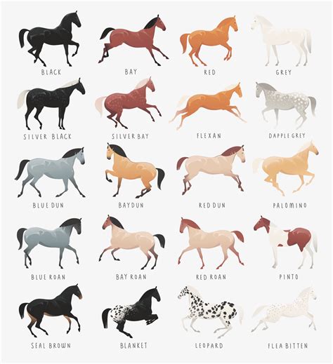 Color Chart For Horses