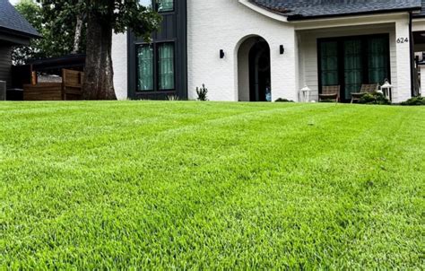 What Are The Best Grass For Shade In Texas Texas Az