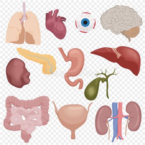 Órganos De Piezas Internos Del Cuerpo Humano Fijados Aislados