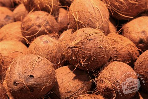Carried out using different in vitro and in vivo techniques of biological evaluation supports most o f the claims. Coconuts, FREE Stock Photo, Image: Brown Coconut Picture ...