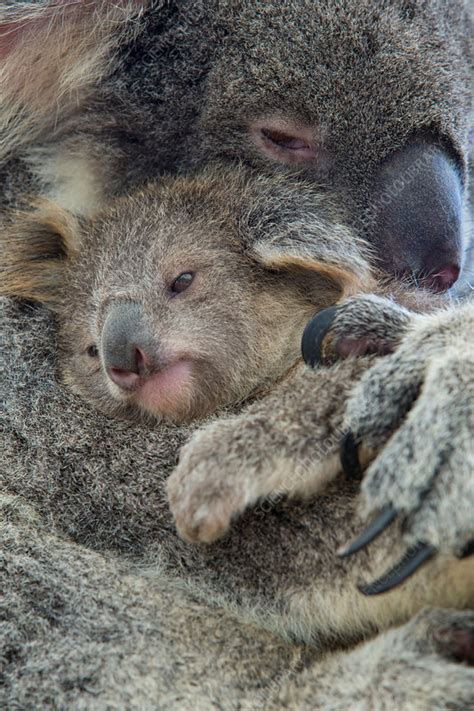 Koala Mother With Joey Stock Image C0425323 Science Photo Library