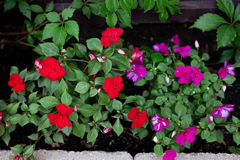 11 Great Shade Plants For Container Gardens