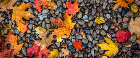 Download Wallpaper 2560x1080 Leaves Stones Maple Wet Autumn Dual