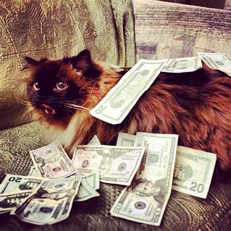 Look At Them Meow 15 Cats Rolling In Piles Of Cash Cat Roll Cats