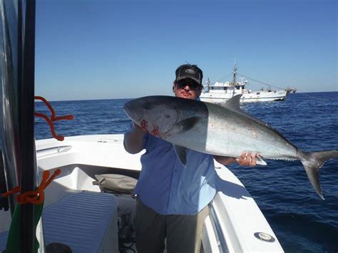 Amberjack In The Gulf The Hull Truth Boating And Fishing Forum
