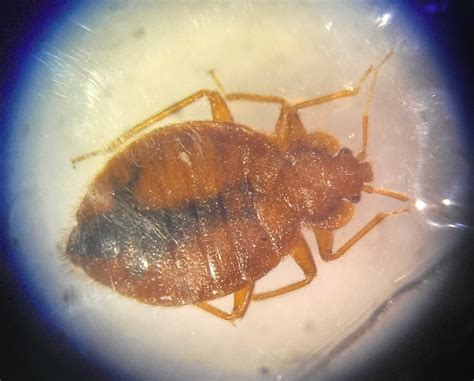 Dont Let The Bed Bugs Bite Ufifas Extension Sarasota County