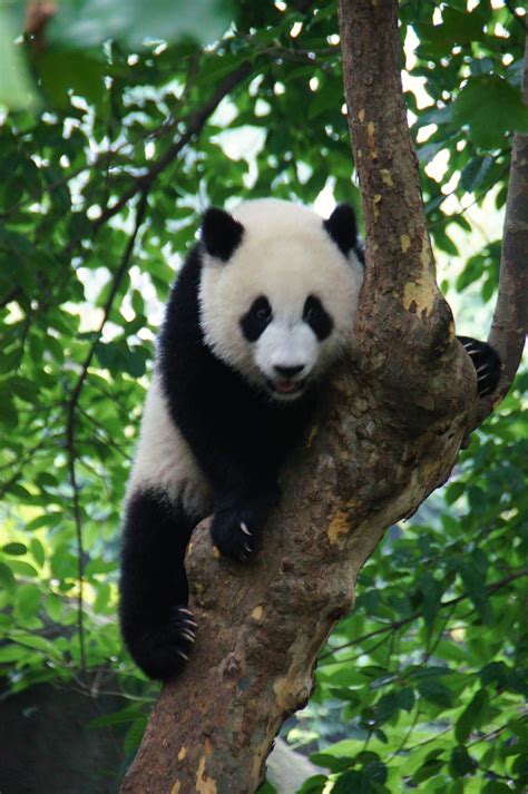 Fun Facts About Giant Pandas Panda Climbing Giant Panda Panda