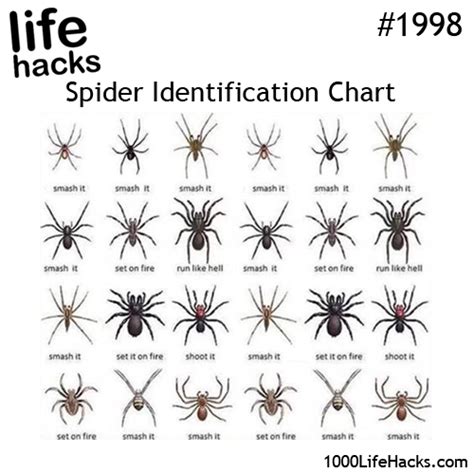 Check Out This Life Hack Spider Identification Chart Spider