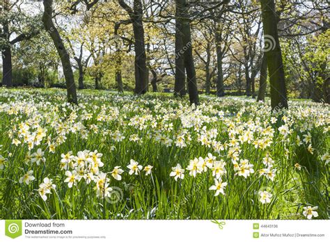 White Flowers In The Forest Stock Photo Image Of