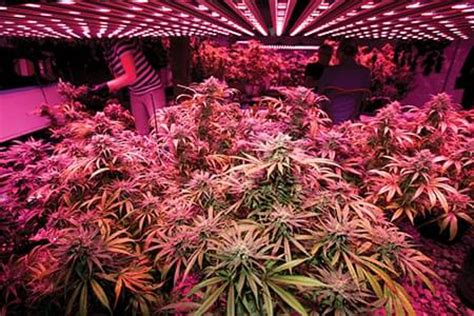 Check spelling or type a new query. The Different Types of Lights for Cannabis: Pros and Cons ...