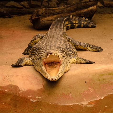 Cocodrilo Del Nilo En El Parque Zoológico Buin Zoo Crocodiles