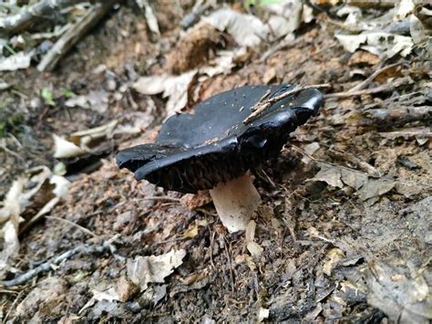 Black Mushroom Identifying Mushrooms Wild Mushroom Hunting