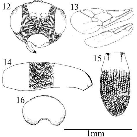 Chelonus Microchelonus Tobiasi Sp N Female 12 Head In Frontal