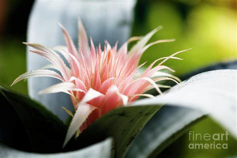 Pink Bromeliad Flower Photograph By Raul Rodriguez Pixels