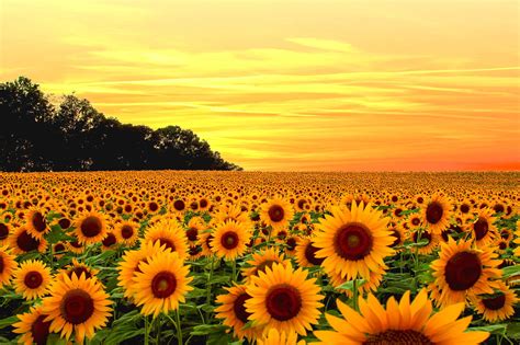 2048x1365 Sunflower Wallpapers Sunflower Field