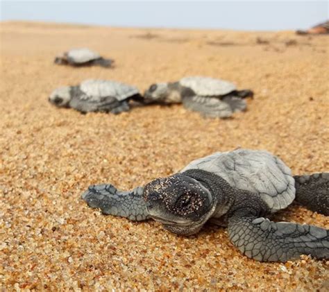 Anidamientos masivos de tortugas en India con las playas vacías