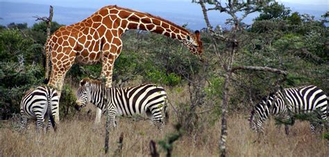 Plains zebras live in the treeless grasslands and woodlands of. Zebra - Pieces of Africa - Recognizable Mammals