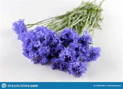 Bouquet Of Field Cornflowers On A White Background Stock Image Image