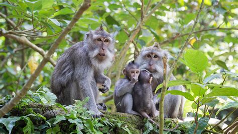 artinya monkey