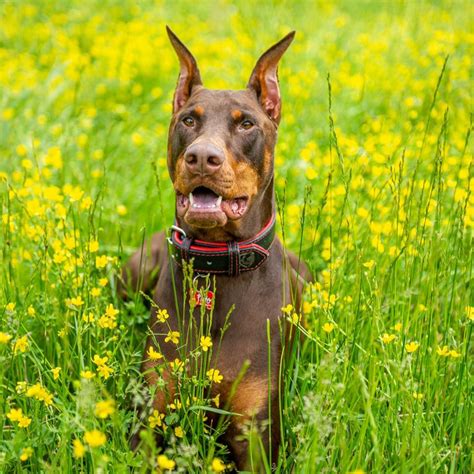 Paw Sitive Paradise For Canines Step Into The Petco Dog Hotel