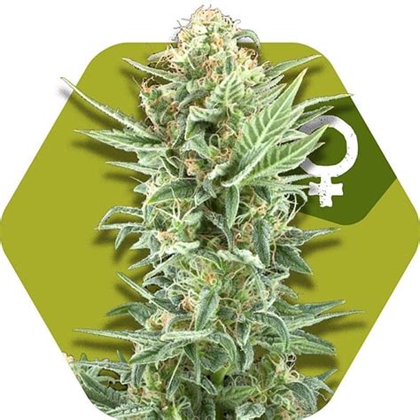 Power Kush Feminized Cannabis Seeds By Zambeza Seeds Sensible Seeds