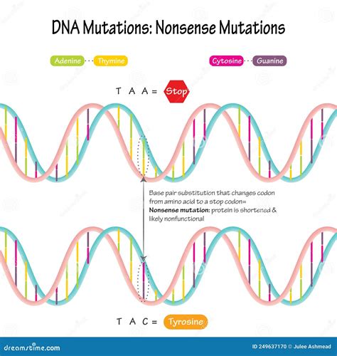 DNA Mutations Nonsense Mutations Diagram Illustration | CartoonDealer