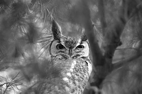 Sleepy Owl By Noway2go On Deviantart