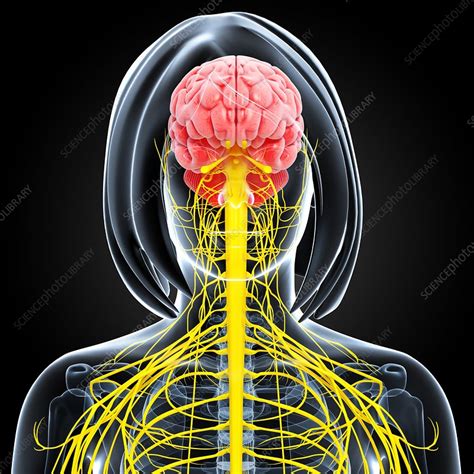 Female Nervous System Artwork Stock Image F0061811 Science