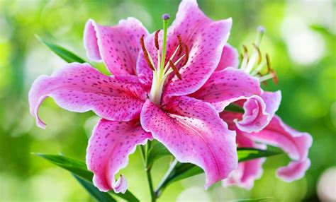 Symbolic Lily Meaning Whats Your