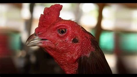 Gambar ayam ninja hd download now jenis jenis ayam petarung trah ninj. KING OF PAMA "NINJA" ayam yg menang 10× di bawah satu air ...
