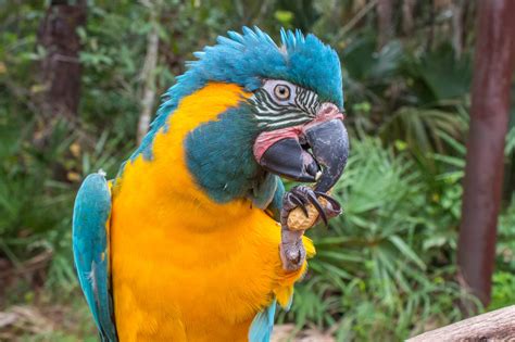 Blue Throated Macaws Are Making A Comeback In Bolivia Democratic