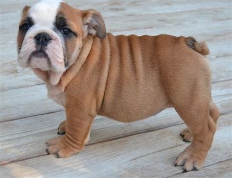 We did not find results for: Miniature English Bulldog Puppies For Sale | New York, NY ...