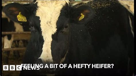 Pedometer Tracker Trial For Breeding Welsh Cows Bbc News