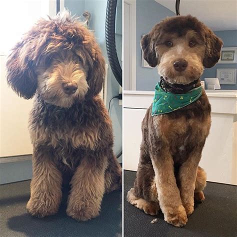 Goldendoodles have frequently been advertised as a hypoallergenic dog breed. Teddy the #minaturedoodle in for his groom. Soo well ...