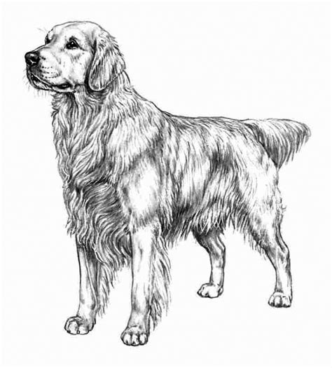 Download cute free images of puppy in the coloring pages below. Golden Retriever Coloring Pages - Best Coloring Pages For Kids