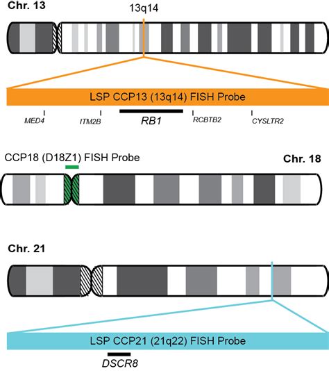 Ccp13 18 21 Fish Probe Kit Cytotest