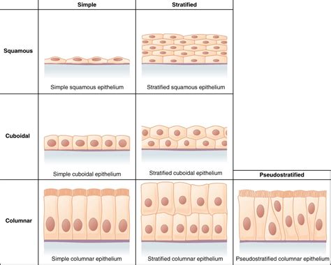 The gbm is one of the thickest basement membranes in the body. Difference Between Simple and Stratified Epithelium ...