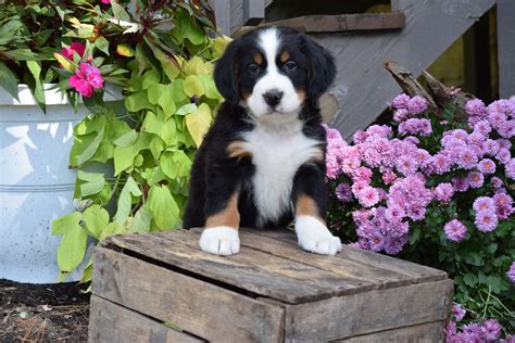 Akc Registered Bernese Mountain Puppy For Sale Millersburg Ohio Male G