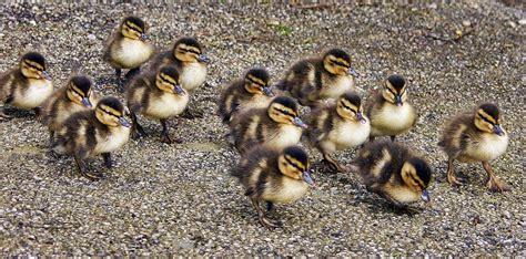 Baby Ducks Guide 5 Things You Must Know Duck Life