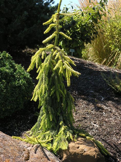 Picea Abies ‘gold Drift Kiefer Nursery Trees Shrubs Perennials