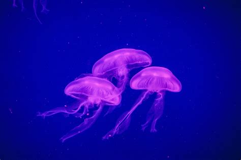 Download Purple Blue Underwater Sea Life Animal Jellyfish 4k Ultra Hd