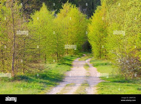 Beautiful Spring Path In The Lüneburg Heath Germany Stock Photo Alamy
