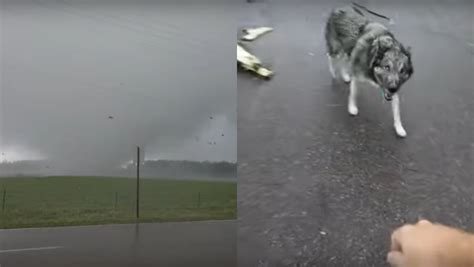 Video The Tornado That Tore Through Scandia And The Dog That Survived