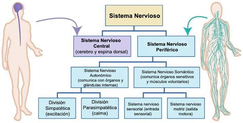 El Sistema Nervioso Somático Sns Anatomía Y Función