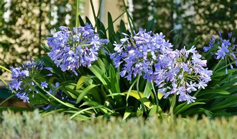 The trick is choosing the best plants for fences and getting color for as much of the year as there are as many choices for fence plants as there are stars in the sky, but if you narrow down the list you. Plants Around Pools: 8 Tips For The Perfect Poolside Plants