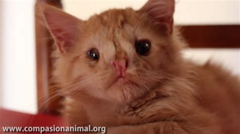 Watch As Kitten Left For Dead For Being ‘too Ugly Teaches Us About