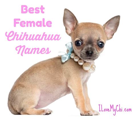 Unique Chihuahua Names Female Love Pets