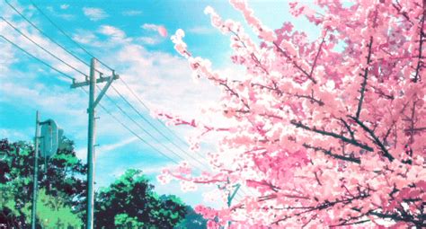 Anime Cherry Blossom Tumblr